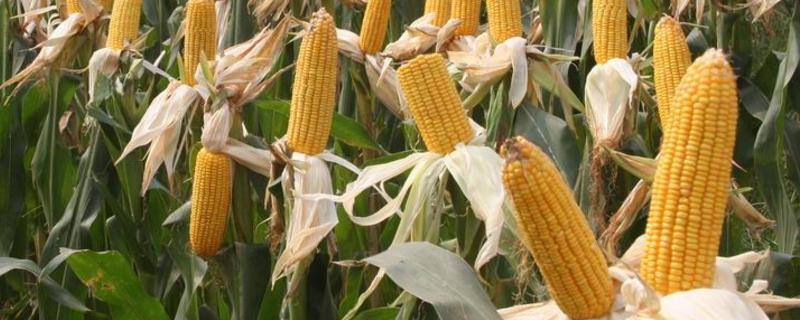 登海618玉米种特性特征及产量表现,附简介