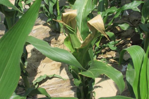 玉米苗期病害图谱,如何防治