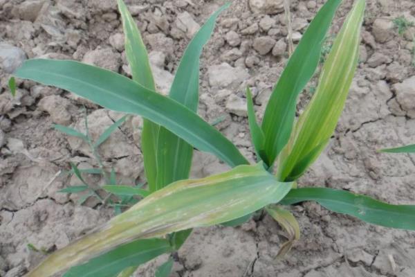 玉米苗期病害图谱,如何防治