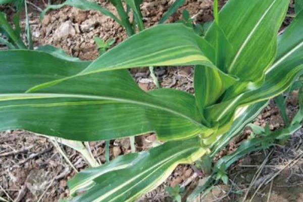 玉米苗期病害图谱,如何防治