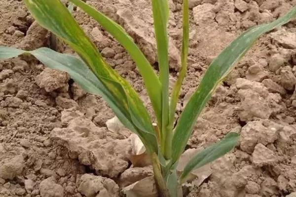 玉米苗期病害图谱,如何防治