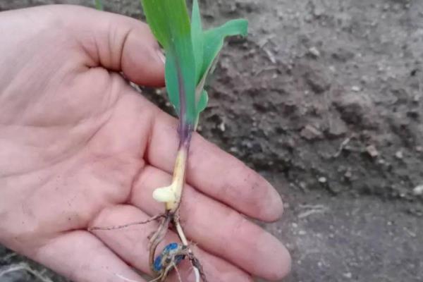 玉米苗期病害图谱,如何防治