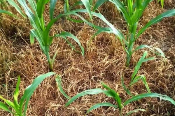 玉米苗期病害图谱,如何防治