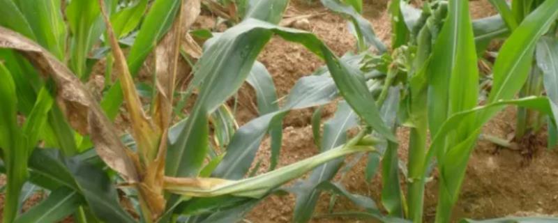 玉米顶腐病图片的防治,是什么原因导致的