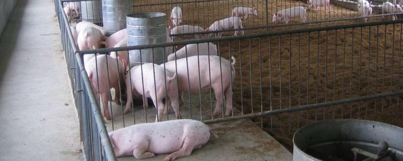 猪舍的苍蝇怎么治,灭蚊灯有没有用