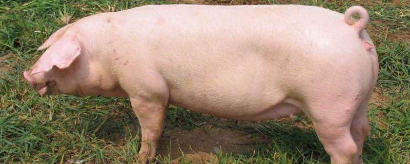 猪精子稀释方法,保存温度是多少度合适