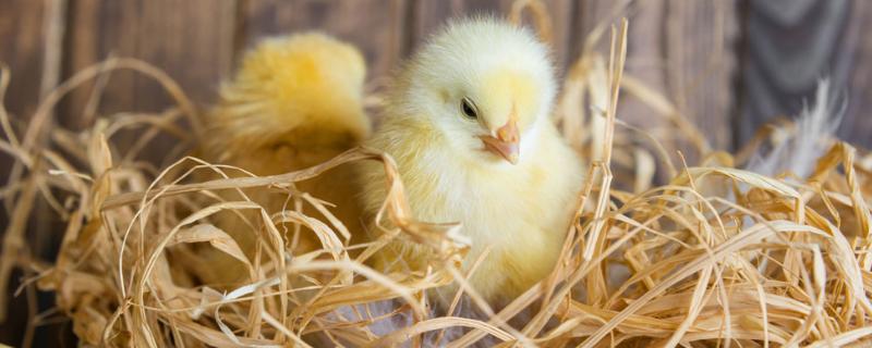 小鸡身上有鸡虱子怎么办,鸡虱子长什么样