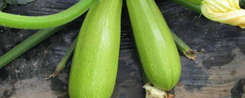 西葫芦落果是怎么回事,如何防治