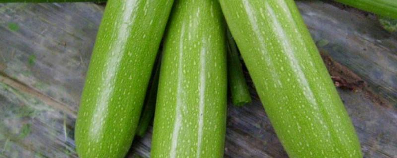 西葫芦化瓜是什么原因,如何防治