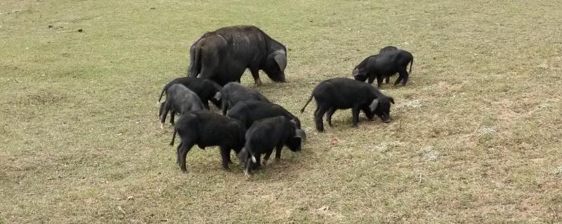 野猪咬人吗,喜欢在什么地方活动