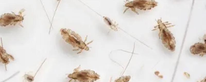 鸡虱子长什么样,鸡虱子能在人身上存活吗