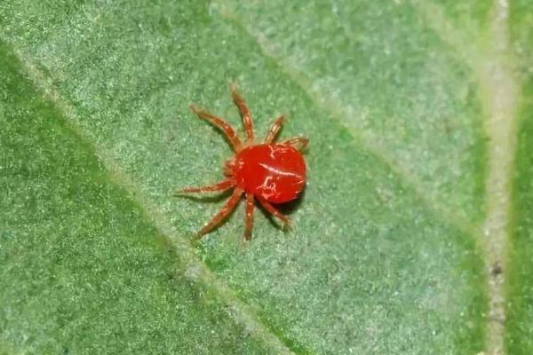 茄子红蜘蛛病害图片及防治