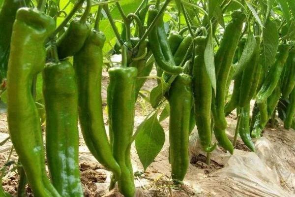 辣椒适合什么土壤种植,附辣椒种植方法