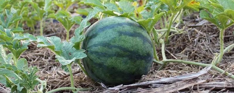 西瓜怎么人工授粉,授粉后多久成熟