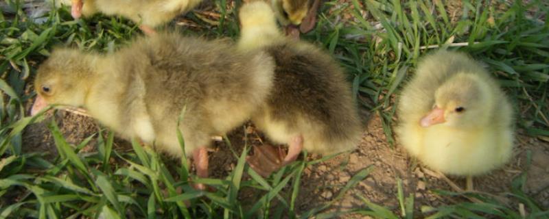 小鹅多少天可以下水,下水后发抖怎么办