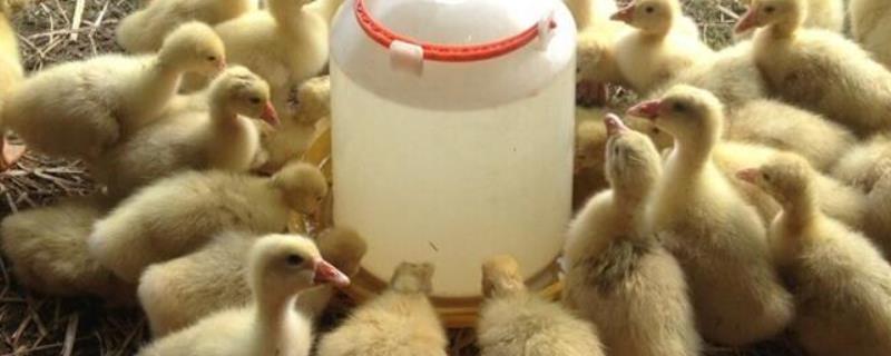 刚出壳的小鹅多久喂水,水里可以加盐吗