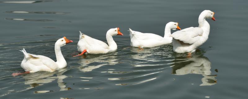 鹅快一年了不下蛋是什么原因,鹅下蛋需要公鹅吗