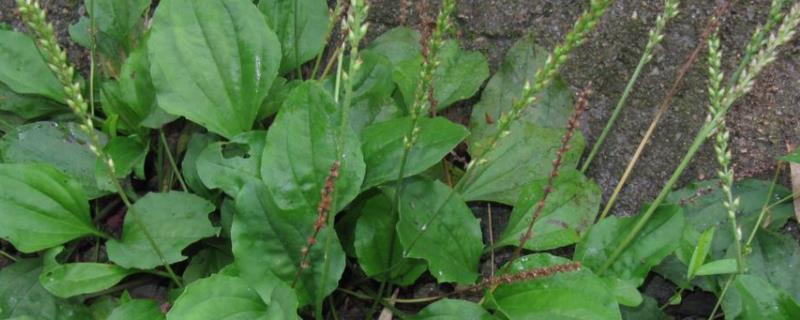 车前草种植产量,附种植方法