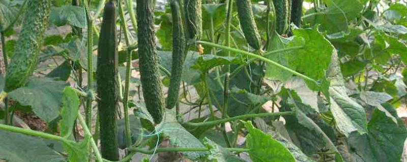 黄瓜落蔓快速方法，落蔓需要注意什么