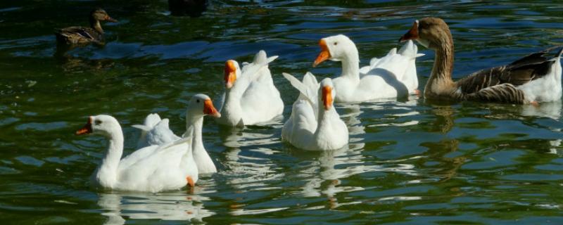 母鹅怎样自然抱窝,母鹅孵小鹅需要多长时间