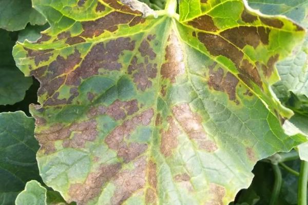 香瓜病害图片及防治