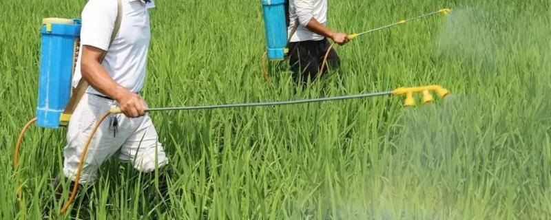 多效唑拌尿素可以施肥水稻吗,多效唑用多了可以用什么药解除