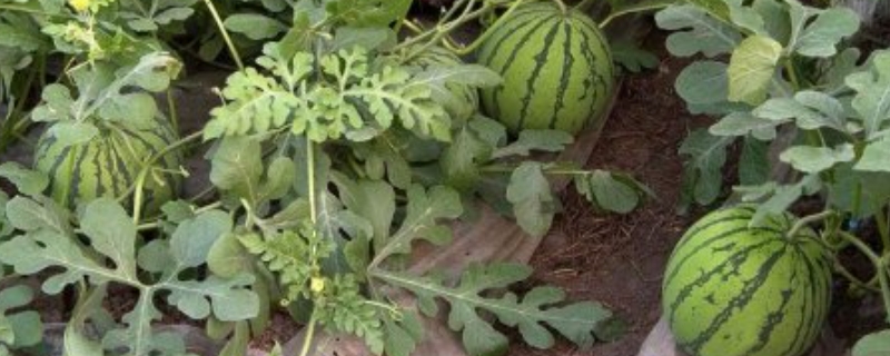 西瓜不授粉可以结果吗,授粉后多久成熟