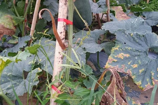 冬瓜病害图片和治疗