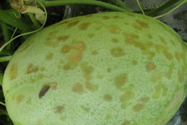 冬瓜病害图片和治疗