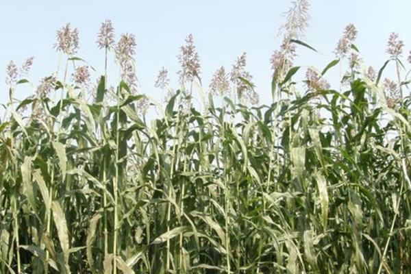 甜高粱牧草种植技术
