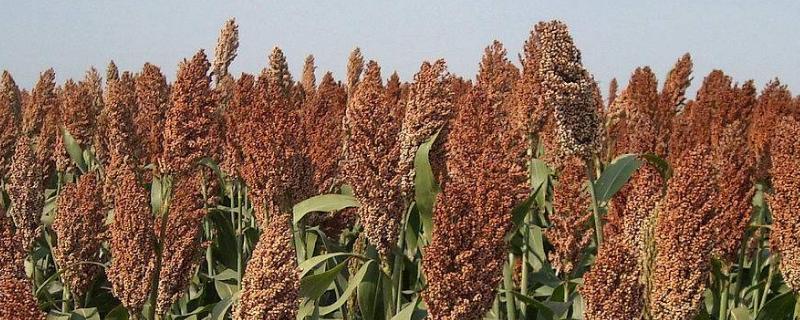 高粱多高,高粱品种有哪些