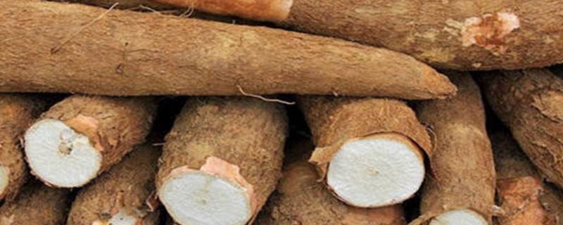 木薯亩产量多少斤,木薯和红薯有什么区别