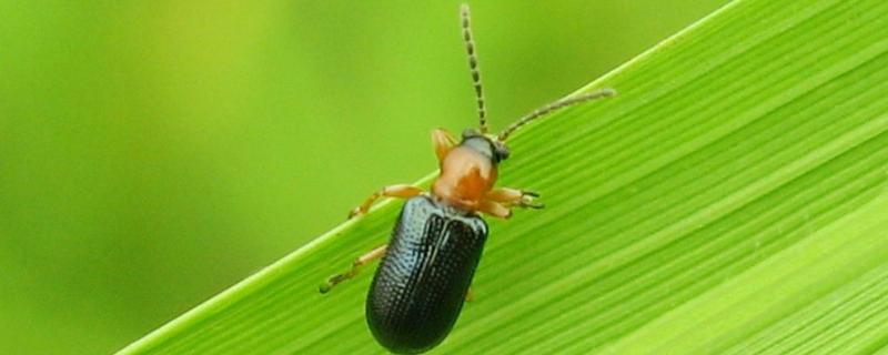 负泥虫对水稻的危害，用什么农药防治效果好