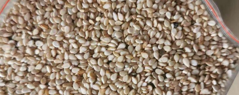 芝麻亩产多少斤正常，那个品种好