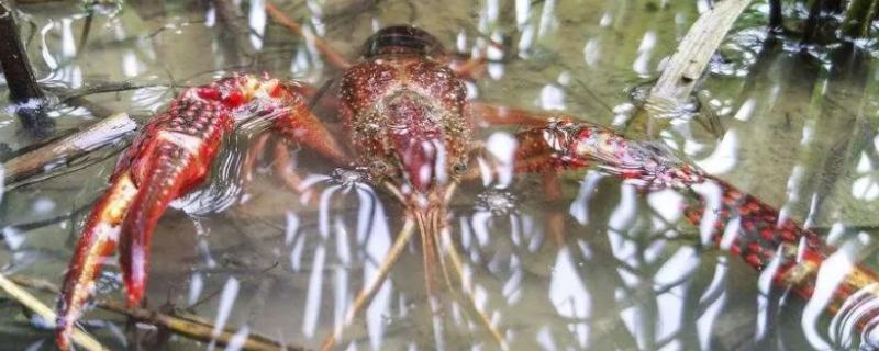 虾稻田除草用什么药,虾稻田的稻草怎么处理