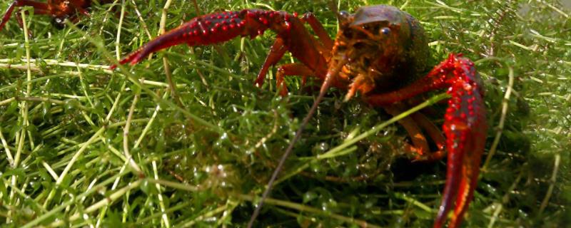 龙虾生长在什么样的环境下，生长周期多长时间