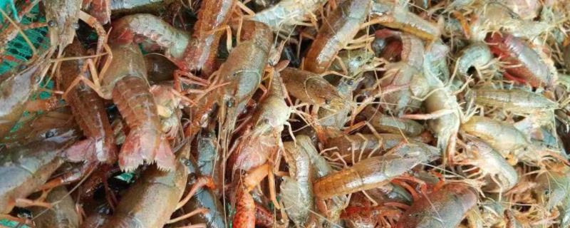 小龙虾繁殖能力有多强,繁殖需要什么环境和条件