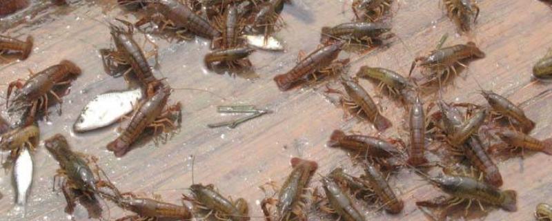 小龙虾吃鱼苗吗,喜欢生活在什么环境中
