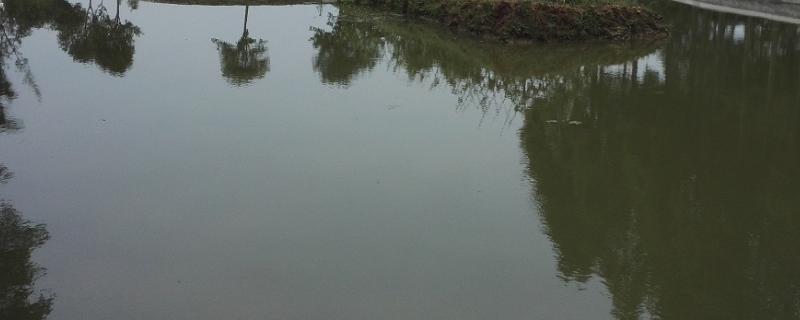 虾塘肥水用红糖一亩要多少,肥水可以用复合肥吗