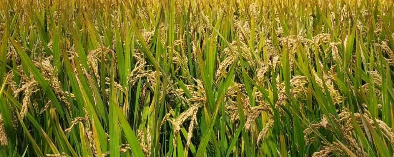 水稻害虫的综合防治措施