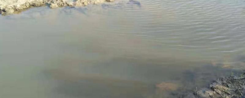 虾塘亚硝酸盐超标如何处理,虾塘水肥不起来怎么办