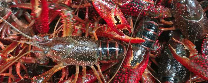 小龙虾发黑是什么原因,附常见的病害