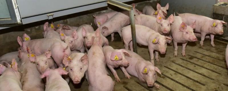 猪拉干粪球不吃食怎么办是啥病,是什么原因引起的