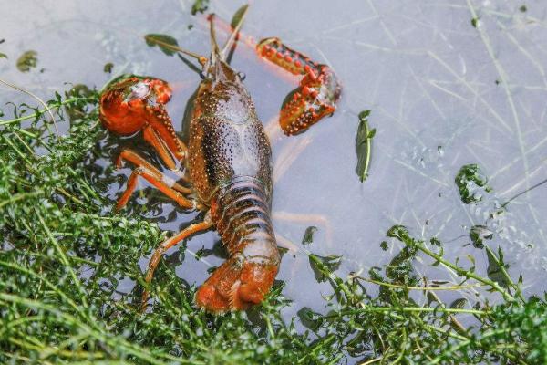小龙虾养殖方法和环境自己养,水深多少合适