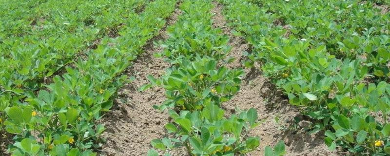 花生没出齐可以打除草剂吗,除草剂打后下雨管用吗