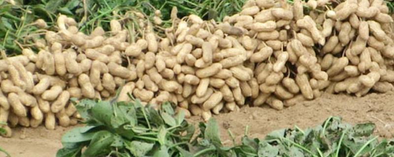夏播花生多少天成熟，最晚不能晚于什么时候