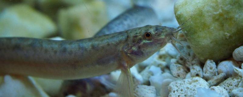 自来水养泥鳅能活多久,野生泥鳅是什么颜色的