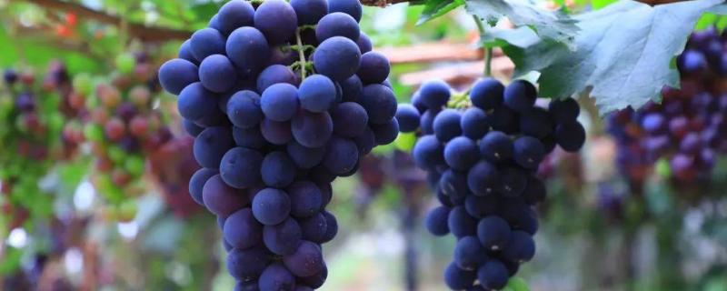 葡萄小苗管理技术,葡萄小苗叶子发黄枯萎是怎么回事