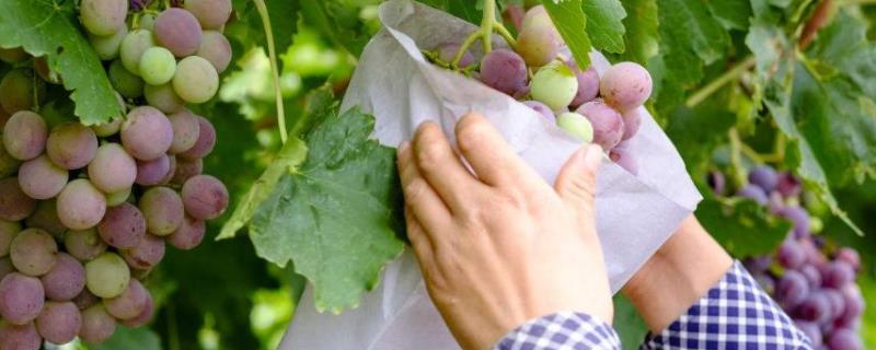 葡萄为什么套袋,附套袋技巧