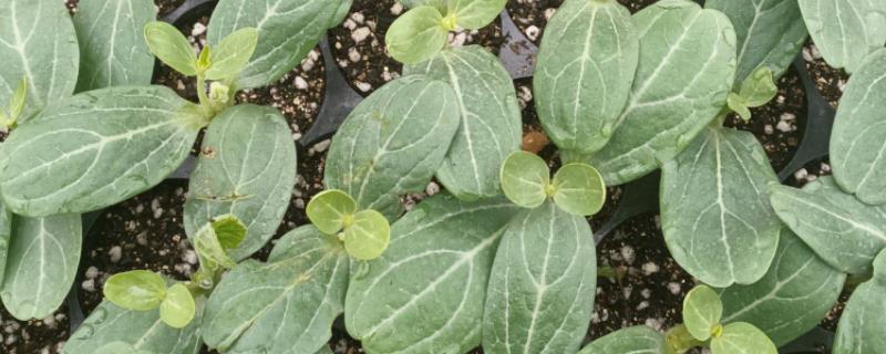 西瓜籽怎么种才能种出西瓜,西瓜籽需要泡多久才能发芽